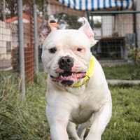 BAM, chien à adopter