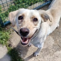 CHANELLE, chienne à adopter