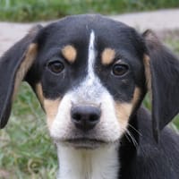 QUEENIE (Réservée), chienne à adopter