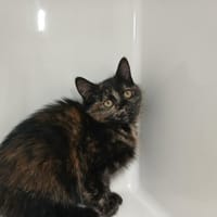 SUZALIE, chatte à adopter