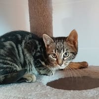 JOSI, chat à adopter