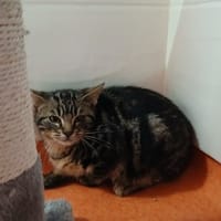FELINDRA, chatte à adopter