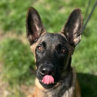 DHYABLO, chien à adopter