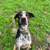 Otto, chien à adopter