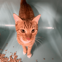 ANGE, chat à adopter