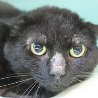 ary, chat à adopter