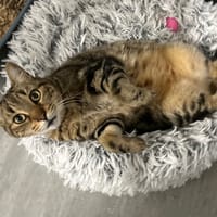 NUMBAI, chat à adopter