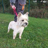 Scarlett, chienne à adopter