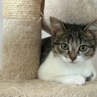 Lisa, chatte à adopter