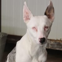 ETOILE, chienne à adopter