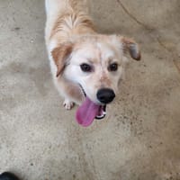 CHASE VAA, chien à adopter