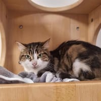 CALINE, chatte à adopter