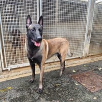 WONJU VAA, chien à adopter