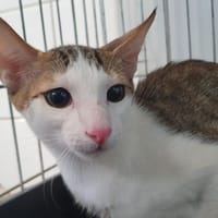 KAWA CHA, chat à adopter