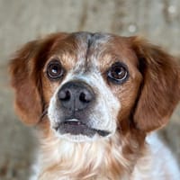 CAPONE, chien à adopter