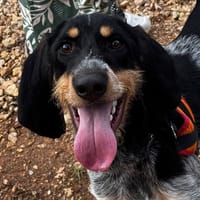 PAUL, chien à adopter