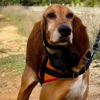 POLKA, chienne à adopter