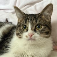 Mona, chatte à adopter