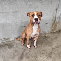 TSOKA VAA, chien à adopter