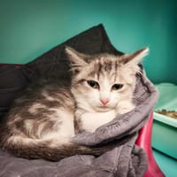 Buzz, chat à adopter