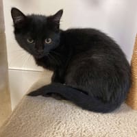 ADISON, chatte à adopter