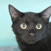 AKIRA, chatte à adopter