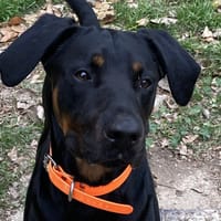 TOKYO, chien à adopter