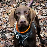 Ugolin Del Tessuor, chien à adopter