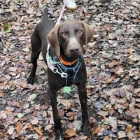 Ugolin Del Tessuor, chien à adopter