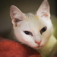 Pika (réservée), chatte à adopter