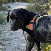 WILLIAM, chien à adopter