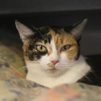 Minette, chatte à adopter