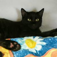 Ludion (réservé), chat à adopter