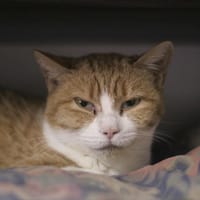 Lucette, chatte à adopter