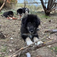 nero, chien à adopter