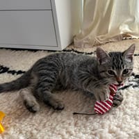 RYU, chat à adopter