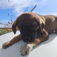 SOL, chien à adopter