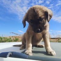 FLORA, chienne à adopter