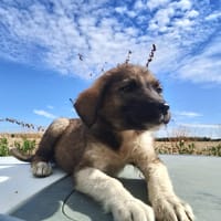 NUBE, chienne à adopter