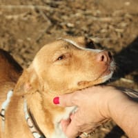 ARIEL, chienne à adopter