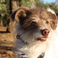 BOBY, chien à adopter
