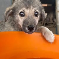 charlotta, chienne à adopter