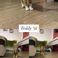 Teddy, chat à adopter
