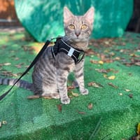 Meka, chat à adopter