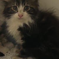 Sensa, chat à adopter