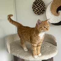 Plume, chatte à adopter