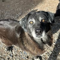 amber, chienne à adopter