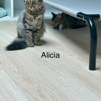 ALICIA, chatte à adopter