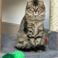 ALBA, chatte à adopter