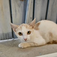 BIANCA, chatte à adopter